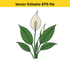 Indoor plant vector art of peace lily flower with green leaves isolated on white background, vector editable eps file