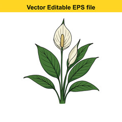 Indoor plant vector art of peace lily flower with green leaves isolated on white background