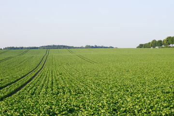 Zuckerrübe,  Zuckerrüben,  Beta vulgaris, vor Reihenschluß