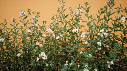 Summer Flora Collection 2004