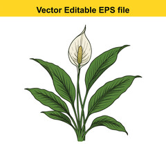 Indoor plant vector art of peace lily plant with white flower isolated on white background