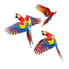 Fototapeta premium Scarlet Macaws in Flight, Jungle Background, Wildlife Print