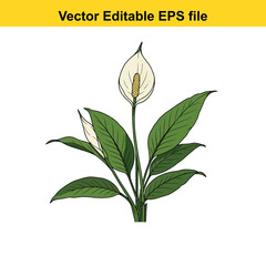 Indoor plant vector art of peace lily flower with green leaves isolated on white background