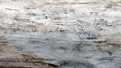 Close-up of bark beetle patterns on tree trunk, showcasing nature's intricate textures. Ideal for ecological studies, rustic designs, and nature photography.