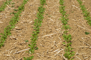 Zuckerrübe,  Zuckerrüben,  Beta vulgaris,  Mulchsaat