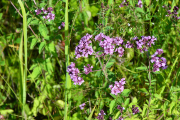 Close-up of blooming oregano plants in a sunny field copy space