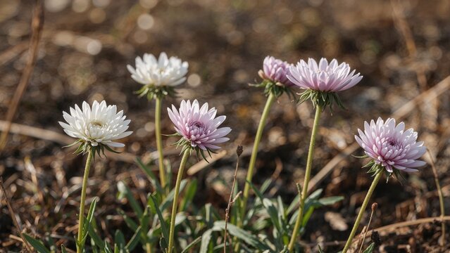 Delicate perennial chrysanthemums with white and purple petals opening amidst the chilly fall atmosphere.