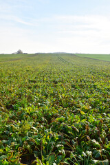 Zuckerrübe,  Zuckerrüben,  Beta vulgaris, Erntereif