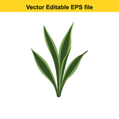 Indoor plant vector art of green snake plant leaf isolated on white background