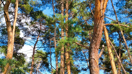 Tall pine trees with textured bark and green needles reaching toward a bright blue sky on a sunny day. Natural forest scenery showcasing the beauty of coniferous woodland.