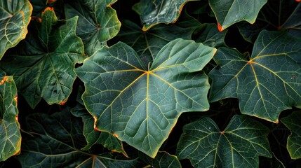 Opulent Leaves
