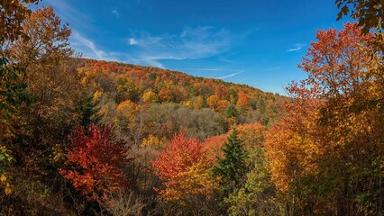 Obraz premium Seasonal Autumn Hues at Peak
