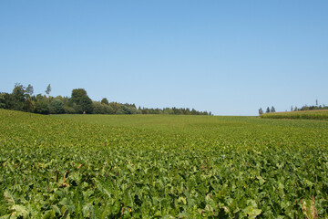 Zuckerrübe,  Zuckerrüben,  Beta vulgaris, Erntereif