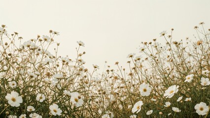 White Flowers in a Garden