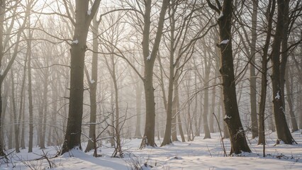 The Holly Gorge Amidst the Woodlands