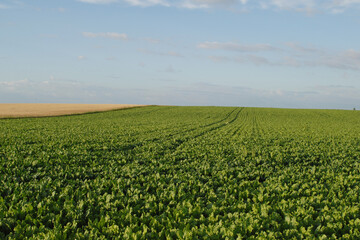 Zuckerrübe,  Zuckerrüben,  Beta vulgaris,  Reihenschluß