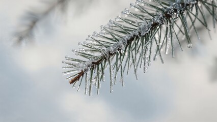 Obraz premium Frosted holiday tree twig