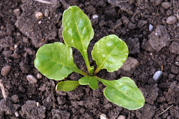 Zuckerrübe,  Zuckerrüben,  Beta vulgaris, 4-Blattstadium