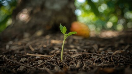 Initial Sprouting Phase of Mango Seed