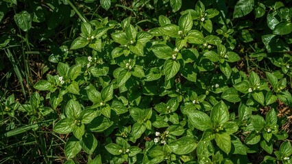 A lush lemon balm herb prospering in a garden offering partial sunlight and shade