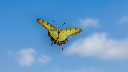 Male Brimstone Butterfly Captured While Flying