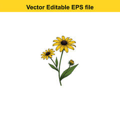 Indoor plant vector art of two yellow blackeyed susan flowers and bud isolated on white background