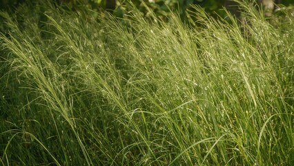 Abstract texture of Molinia grass in a natural summer setting