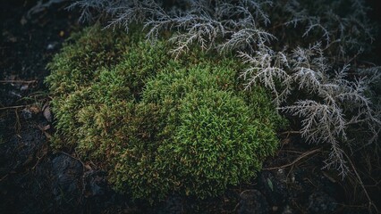 Fresh moss carpet on soil under humid and wintry conditions