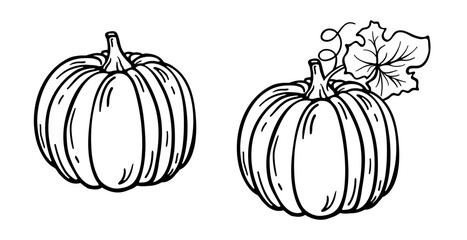 Pumpkin drawing outline sketch, isolated on white. Black and white line drawing of single pumpkin with leaf. Vector or png clipart for autumn harvest illustration, farm or vegetable market design.