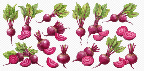 A collection of fresh red beetroots with green leaves, shown whole, halved, and sliced in a watercolor style.
