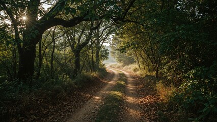 Naklejka premium Hiking on dirt paths amidst trees and open nature settings