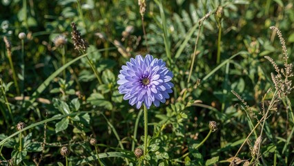 Vibrant Violet Felicia Blossoms in a Natural Outdoor Environment