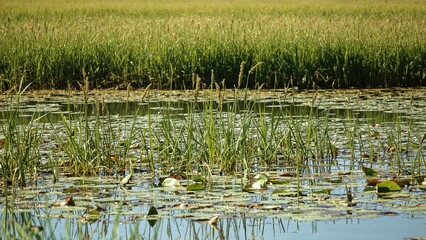 Fototapeta premium Using water plants to nourish fish