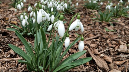 Natural snowdrop blossoms thriving in a green, eco-friendly forest environment fostering balance and growth.
