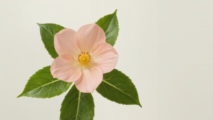 Fototapeta premium A Vibrant Pink Bloom Featuring Bright Yellow Pollen and Lush Green Foliage