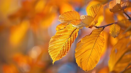 Fototapeta premium Golden Foliage Brilliance