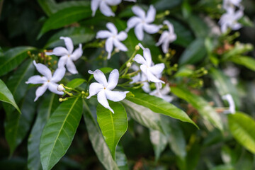 Tabernaemontana divaricata, commonly called pinwheel flower, crape jasmine