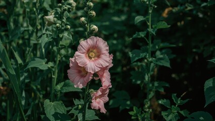 Bright pink hollyhock bloom surrounded by verdant foliage