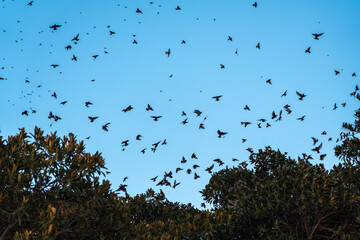 Flocks of starlings wintering in Sicily circle above the trees