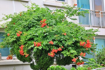 Naklejka premium 정원 풍경, 빨간색 꽃이 핀 능소화