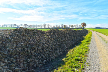 Zuckerrübe,  Zuckerrüben,  Beta vulgaris, Feldlagerung