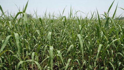 Growing crops such as green gram (Vigna radiata) relies on agriculture, but these plants are often at risk from pests and viral diseases including whitefly, bean mosaic virus, begomo virus, and Mymv.