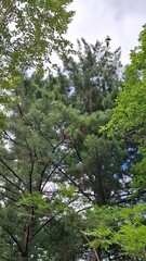  mixed forest, taiga. coniferous and deciduous trees, light, fluffy, white clouds float in the blue sky, summer