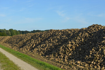Zuckerr&uuml;be,  Zuckerr&uuml;ben,  Beta vulgaris, Feldlagerung