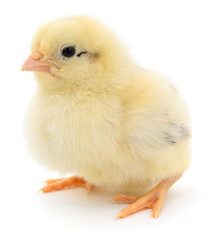 Yellow baby chick standing on white background
