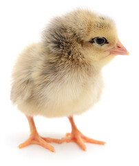 Fluffy baby chick standing on white background