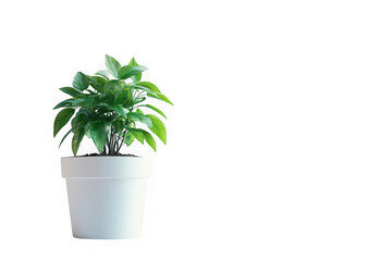 Fototapeta premium Stock photo of potted plant, green leaves, white pot, indoor plant, houseplant, home decor, garden, isolated on transparent background