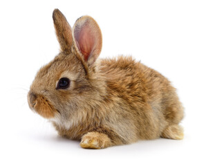 Obraz premium Adorable brown rabbit lying on white background