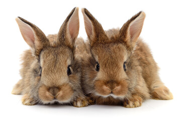 Two adorable brown rabbits lying on white background