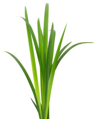 Fresh green lemongrass leaves isolated on white background